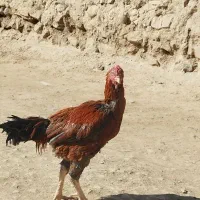 خروس لاری|حیوانات مزرعه|امام, |دیوار