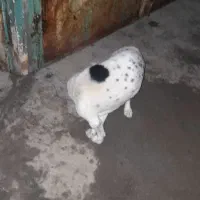 پاپی|سگ|بالا ولایت, |دیوار