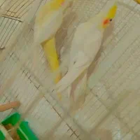 کوتوله برزیلی و عروس مولد|پرنده|بندر ماهشهر, |دیوار