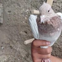 یک ماده کله هما بادوتا جوجه هفرنگ کله هما|پرنده|اسفراین, |دیوار