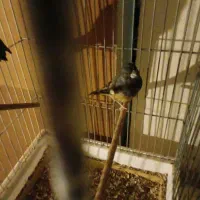 سهره|پرنده|مشهد, سراب|دیوار