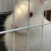 خرگوش از نژاد لوپ