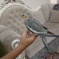 عروس هلندی سخنگو نر
