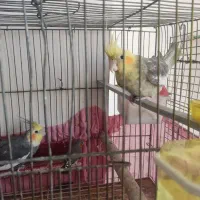 یک جفت عروس هلندی مولد|پرنده|زاهدان, |دیوار