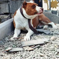 پیت بول امریکایی اصیل