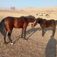 یک عدد اسب یورقا