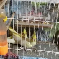 فروش یک جفت جوجه عروس هلندی