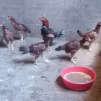 یک عدد خروس لاری افغان و پنج مرغ افغان