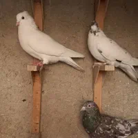 کبوتر|پرنده|شیراز, آزادگان|دیوار