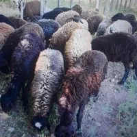 تعداد تقریبا ۲۰ راس بره نر ماده