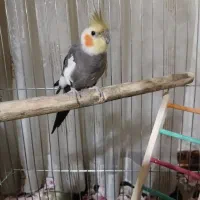 عروس هلندی دوتا نر سخنگو|پرنده|شیراز, هفت تنان|دیوار