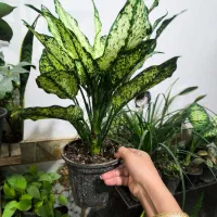 گل آپارتمانی باکیفیت مناسب تر از همه جا