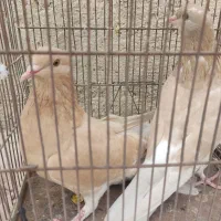 کبوتر هم‌ کود موقلوف|پرنده|کازرون, |دیوار