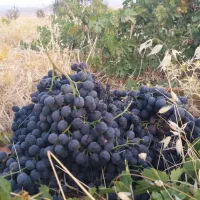 باغ سه هزار متری انگور و پسته|فروش دفتر صنعتی، کشاورزی، تجاری|ایوان, |دیوار