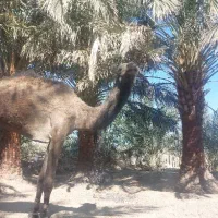 شتر ماده برای کشتار و نگه داشتنم خوبه