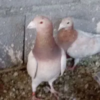 کبوتر نامه بر