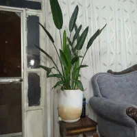 پرنده بهشتی گل گلدان بزرگ