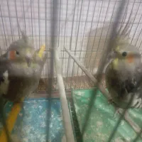 دو عدد عروس هلندی لوتینو|پرنده|آذرشهر, |دیوار