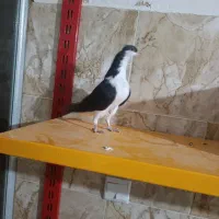 کبوتر سیاهپوش