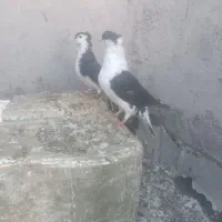 همشون ب فروش میرسند با هم