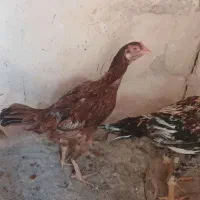 مرغ لاری