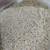 سرلاشه هاشمی