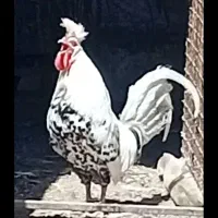تک خروس اپنزلر