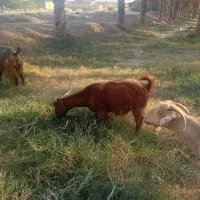 یک بز ابستن|حیوانات مزرعه|اهرم, |دیوار