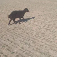 بره قزل افشاری اصل|حیوانات مزرعه|لالجین, |دیوار