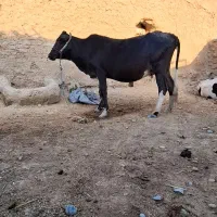 فروش گاو آبستن 6ماه