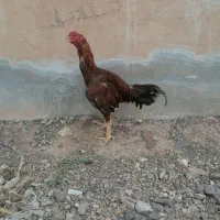 سه تا جوجه مرغ لاری