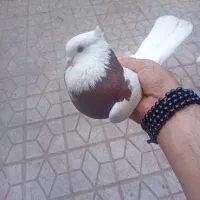 لطفاً با دقت بخوانید