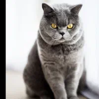 گمشده .پیدا شده . گربه