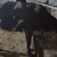گاو