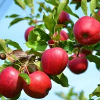 سرکه سیب مالینگ فرانسوی درجه یک