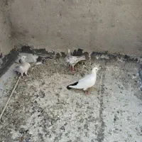 سه تا ماده آماده|پرنده|شیراز, دشت چنار|دیوار