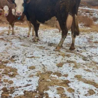 گاو شیری سیمتال گوساله سیمنتال نر قرمز