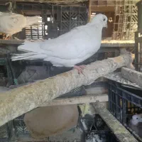 کبوتر نر خال پیس|پرنده|شاهین دژ, |دیوار