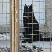 ژرمن بلک|سگ|یزد, |دیوار