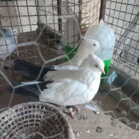 نرماده دم سیاه