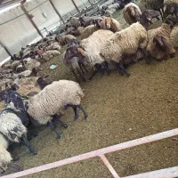 بره نر ماده کشتاری و داشتی