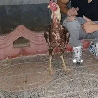 تخم لاری به شرط همش جوجه