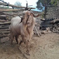 گوسفند بز|حیوانات مزرعه|کوهدشت, |دیوار