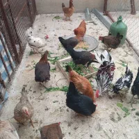 مرغ وخروس|حیوانات مزرعه|مهران (ایلام), |دیوار