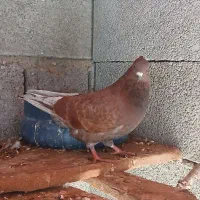 کبوتر سرخ نر