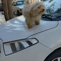 سگ پول کراسی