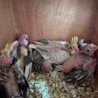 جوجه عروس هلندی، طوطی|پرنده|اصفهان, بهارستان|دیوار