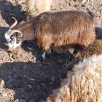 سلام یه بز جوان واسه قربانی|حیوانات مزرعه|فیرورق, |دیوار