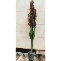 گیاه طبیعی افوربیا قرمز