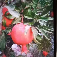 انار ربی|خوردنی و آشامیدنی|کاشان, دشت لتحر|دیوار